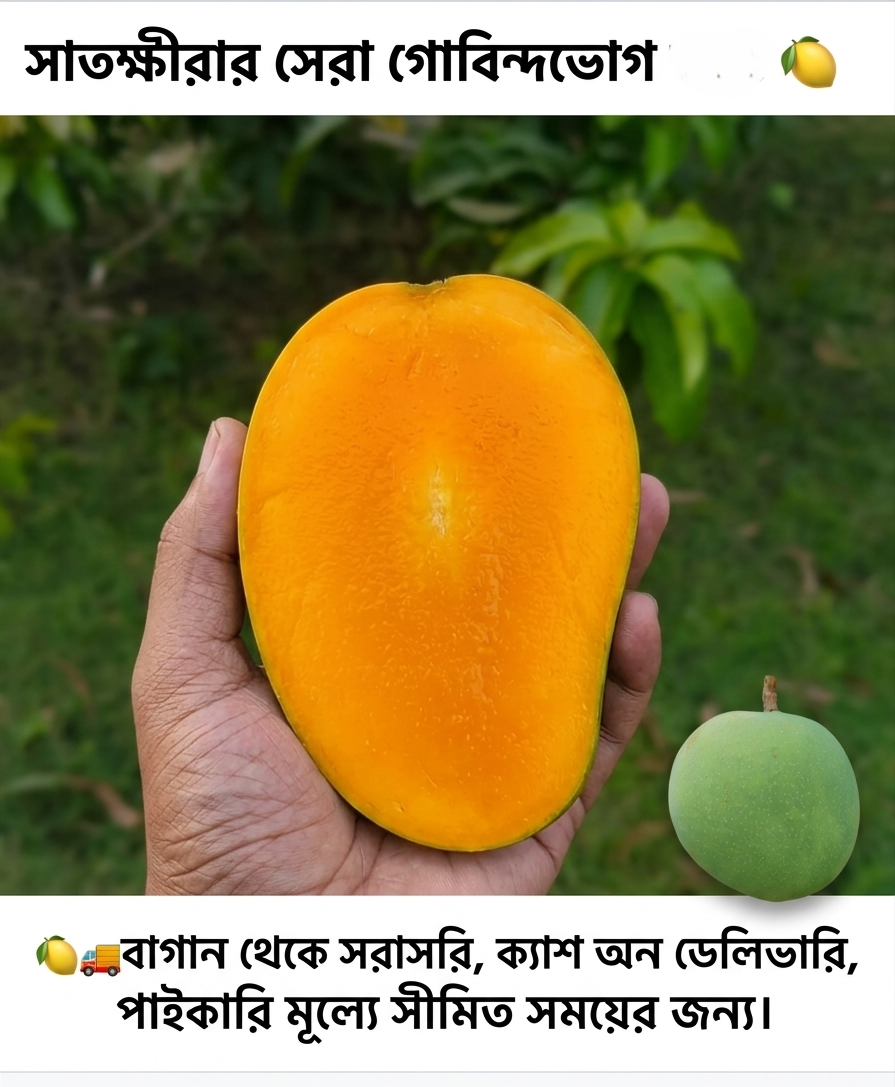40 KG গোবিন্দভোগ আম (সাতক্ষীরার বাগান থেকে)