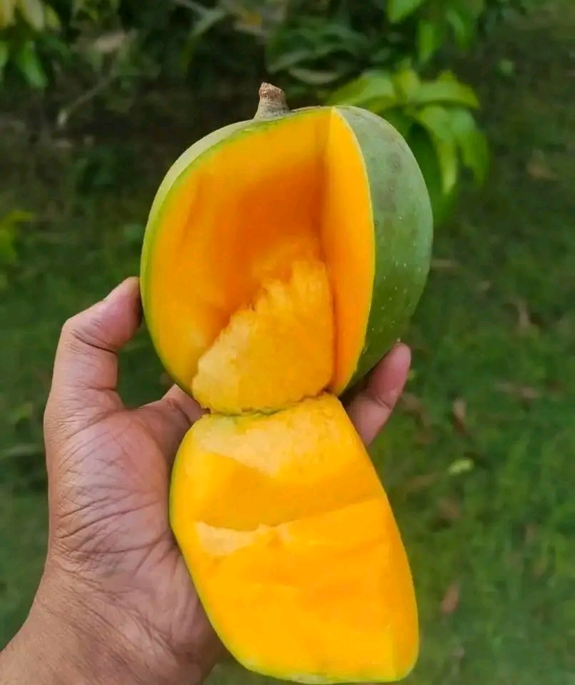 20 KG গোবিন্দভোগ আম (সাতক্ষীরার বাগান থেকে)