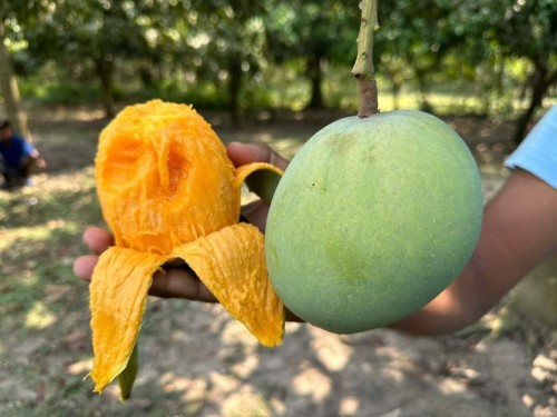 10 KG গোবিন্দভোগ আম (সাতক্ষীরার বাগান থেকে)