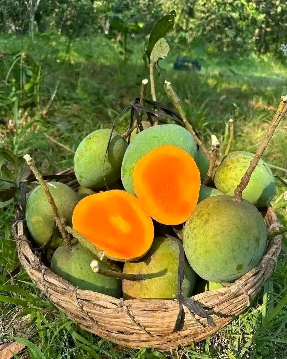 10 KG গোবিন্দভোগ আম ফর্মালিন মুক্ত (সরাসরী সাতক্ষীরার বাগান থেকে)